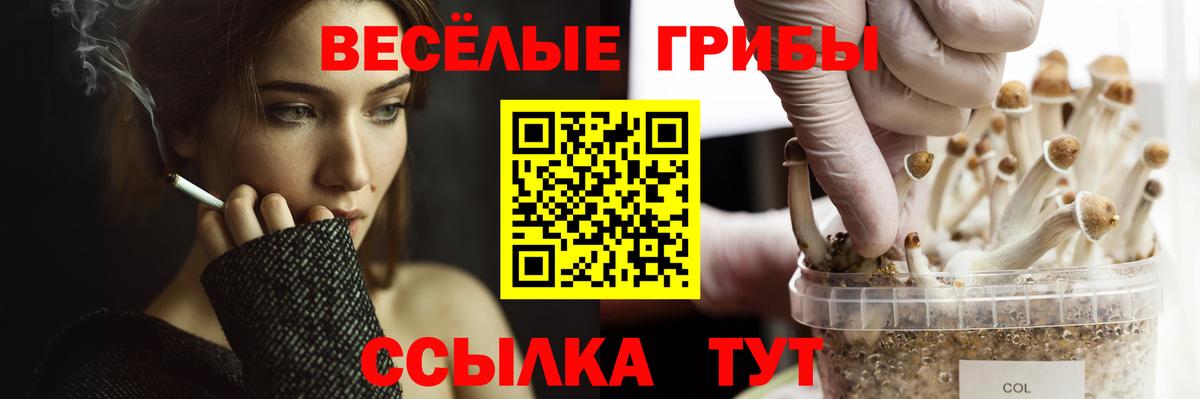Галлюциногенные грибы Psilocybe Шелехов